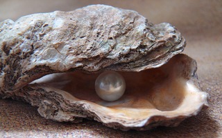 Wie entsteht eine Perle